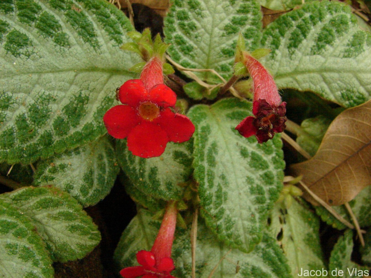 Episcia reptans Mart.